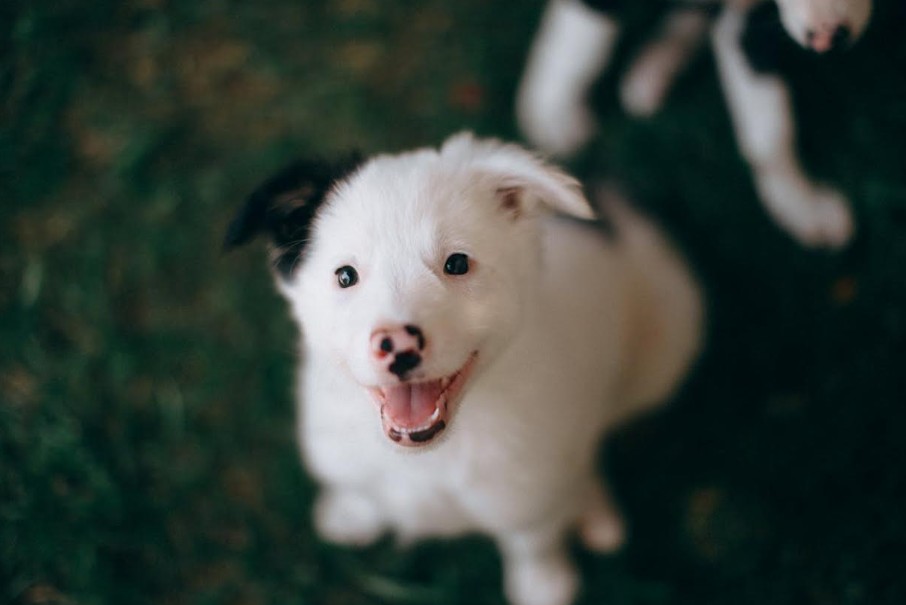 Read more about the article How to Keep Your Dog Looking and Feeling Great